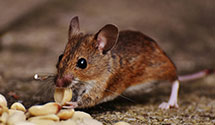 24 Hour & Emergency Exterminators in Maggie Valley, NC